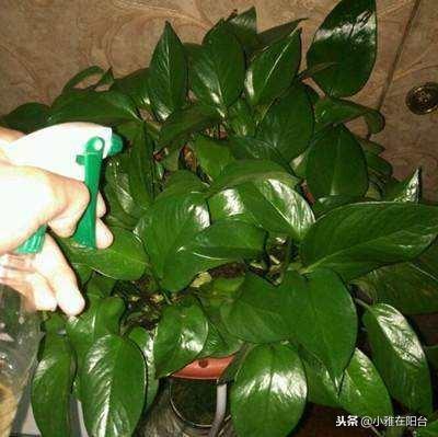 橘子皮別扔了，丟一些在盆里，變成萬能肥，養什麼花兒都長勢旺！