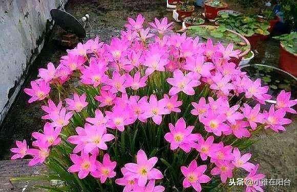 橘子皮別扔了，丟一些在盆里，變成萬能肥，養什麼花兒都長勢旺！