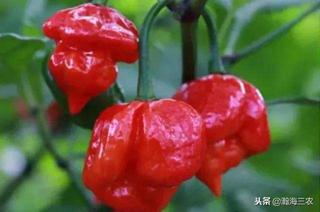 最值錢的12種辣椒，你認識幾種？"無限辣椒"是超辣辣椒