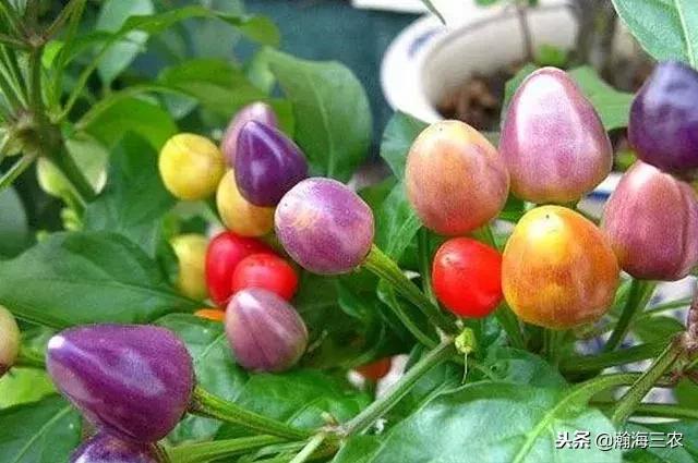 最值錢的12種辣椒，你認識幾種？"無限辣椒"是超辣辣椒