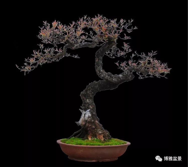 張國琳先生盆景藝術欣賞 