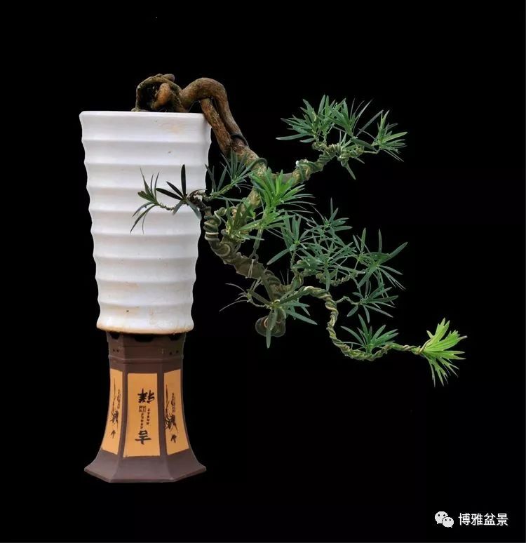 張國琳先生盆景藝術欣賞 