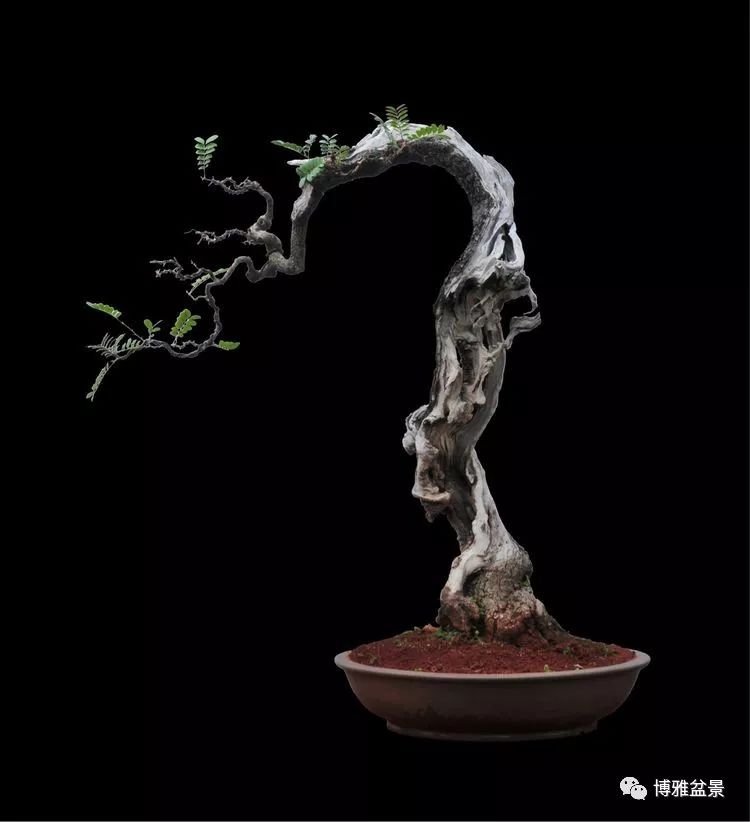 張國琳先生盆景藝術欣賞 
