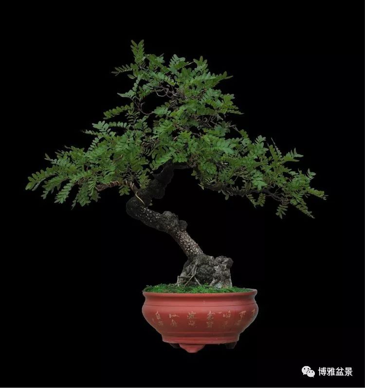 張國琳先生盆景藝術欣賞 