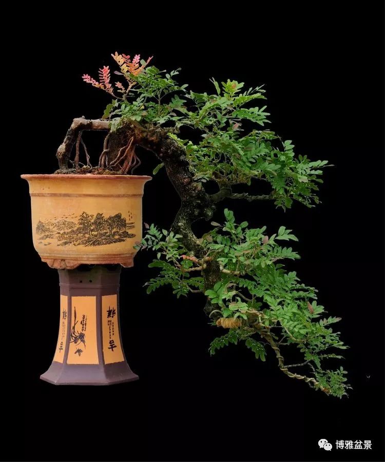 張國琳先生盆景藝術欣賞 