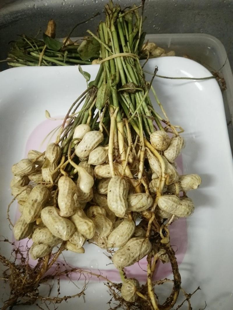 長高食譜「花生根湯」傳統秘方！身高180CM不是夢！