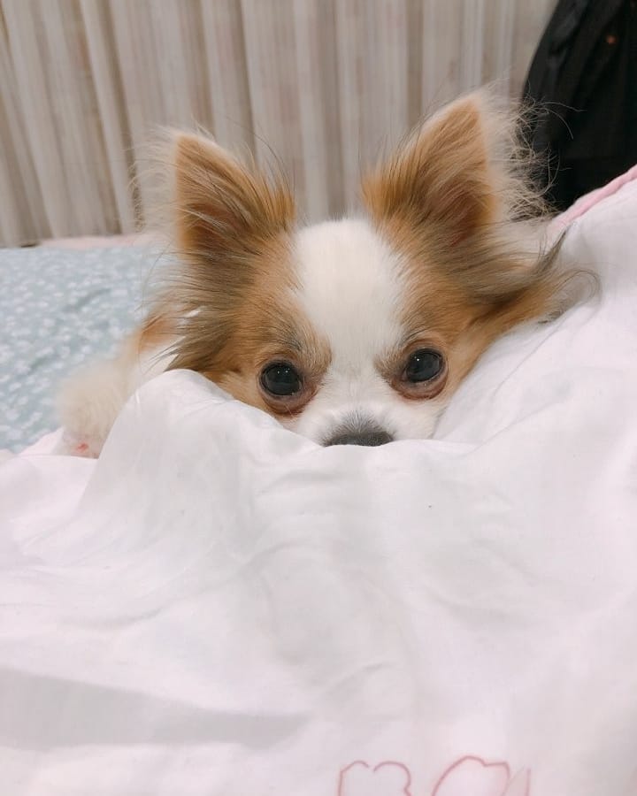 [TWICE][分享]181206 依舊是KPO女團第一TWICE今年截止目前為止專輯銷量458萬張+