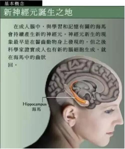 洪蘭教授：開發孩子大腦最高效的三個方式：運動、閱讀和遊戲！