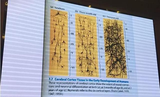 洪蘭教授：開發孩子大腦最高效的三個方式：運動、閱讀和遊戲！