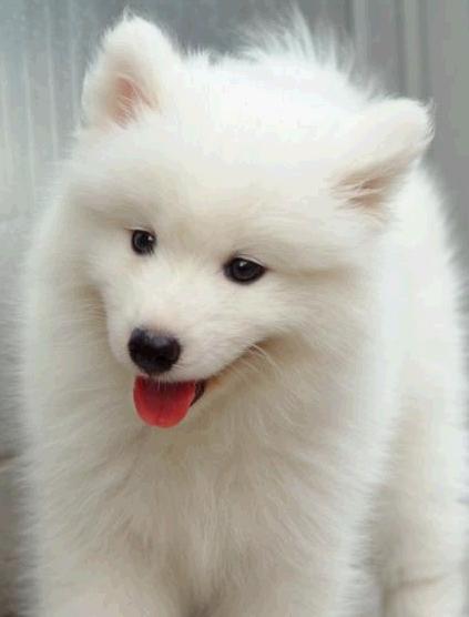 狗狗能活多久？正常狗狗壽命排名！