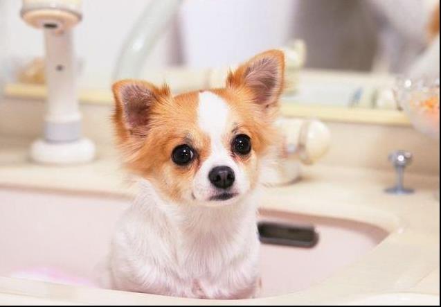 狗狗能活多久？正常狗狗壽命排名！