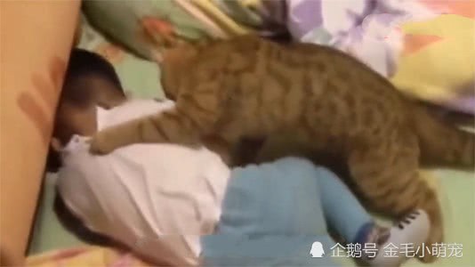 小主人被媽媽罵躺床上哭，貓咪看見後，接下來的舉動讓媽媽淚目