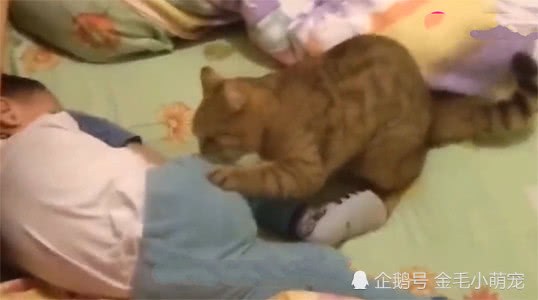 小主人被媽媽罵躺床上哭，貓咪看見後，接下來的舉動讓媽媽淚目