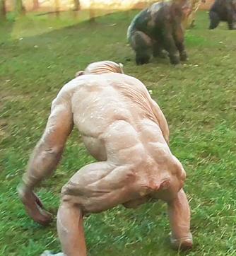 脫毛大猩猩秀健美肌肉完爆人類　「比我們壯4倍」的駭人力量曝光