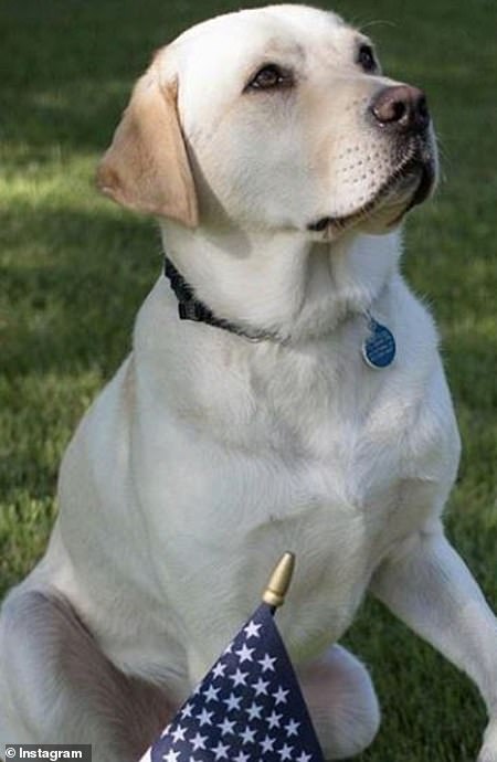 狗狗眼中只有主人…　忠犬為老布希守棺「盡職陪他走完最後一哩路」