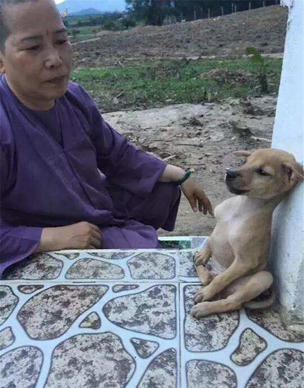 兩隻流浪狗被小孩欺負，被路過好心尼姑收留，可它們在尼姑庵舉動讓所有人沉默！
