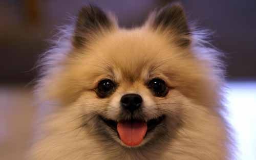 養狗疑惑：狗狗蟎蟲是必須打針嗎