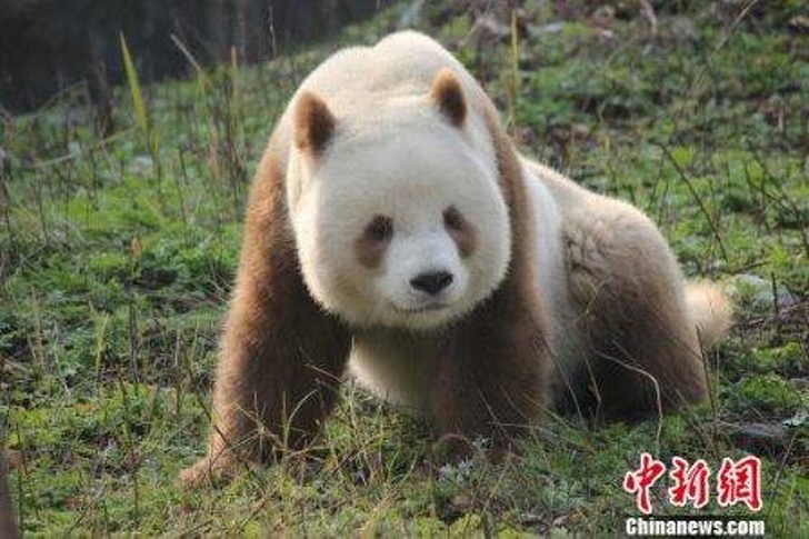 沒看過跟它們長一樣的！　26隻「天生就能當網紅」的獨特動物