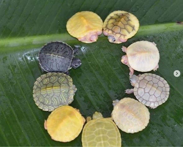沒看過跟它們長一樣的！　26隻「天生就能當網紅」的獨特動物