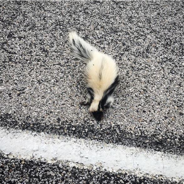 沒看過跟它們長一樣的！　26隻「天生就能當網紅」的獨特動物