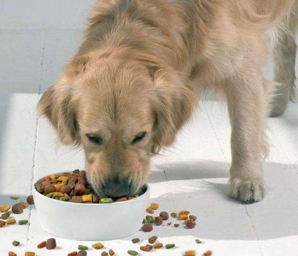 狗狗為甚麼愛把食物從碗里叼到地上呢？可能會是這四個原因之一！