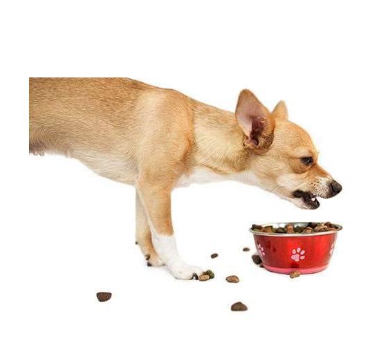 狗狗為甚麼愛把食物從碗里叼到地上呢？可能會是這四個原因之一！