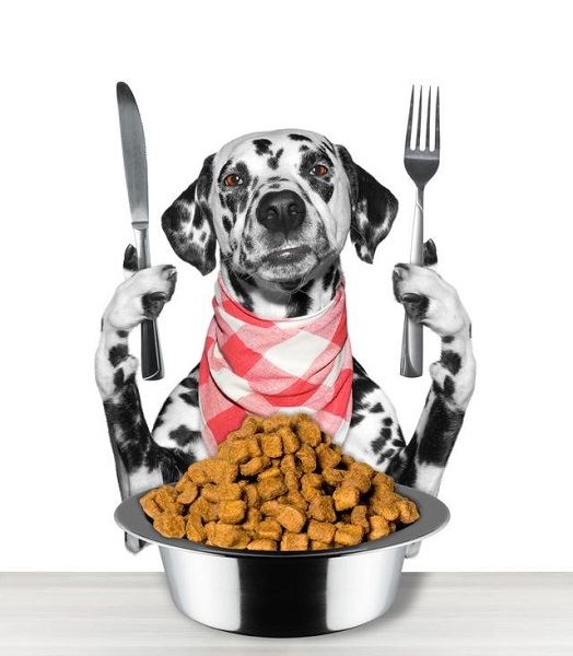 狗狗為甚麼愛把食物從碗里叼到地上呢？可能會是這四個原因之一！