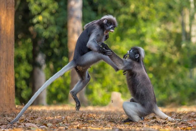 2018年「最搞笑20張動物照」大公開　動物界的諧星都在這了