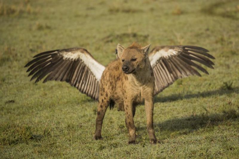 2018年「最搞笑20張動物照」大公開　動物界的諧星都在這了