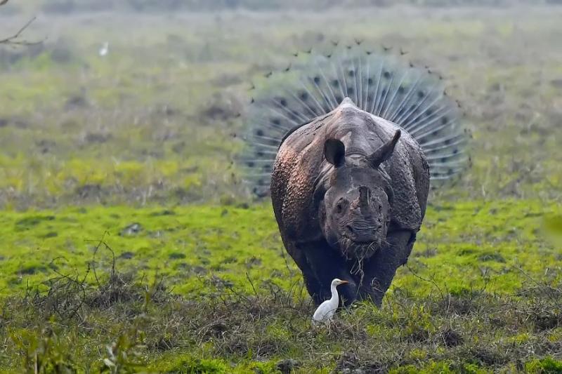 2018年「最搞笑20張動物照」大公開　動物界的諧星都在這了