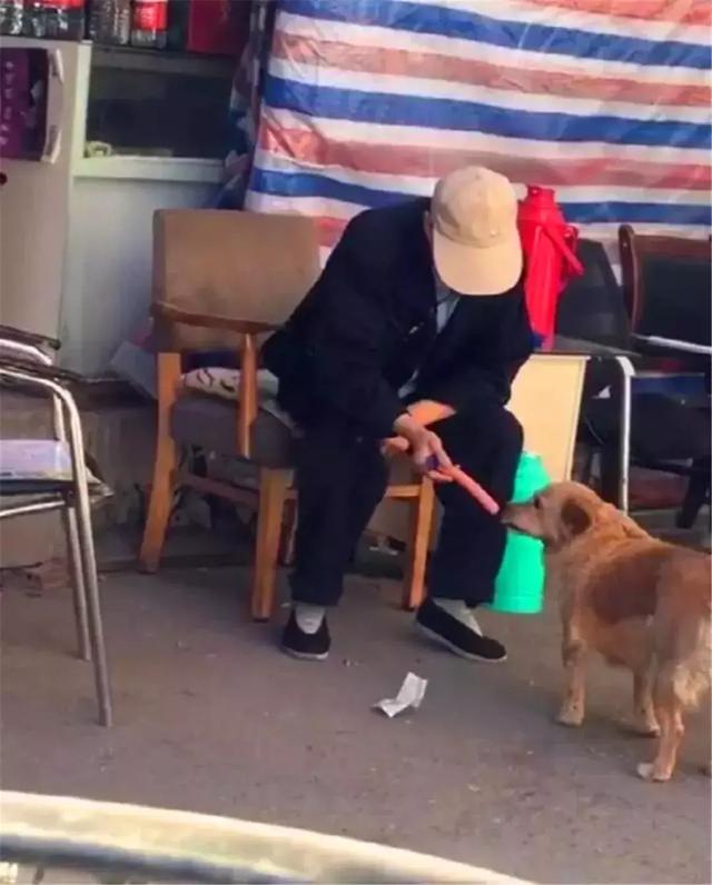 自己會買火腿腸的土狗，悠閒生活在鎮上，出名後主人卻開始擔心