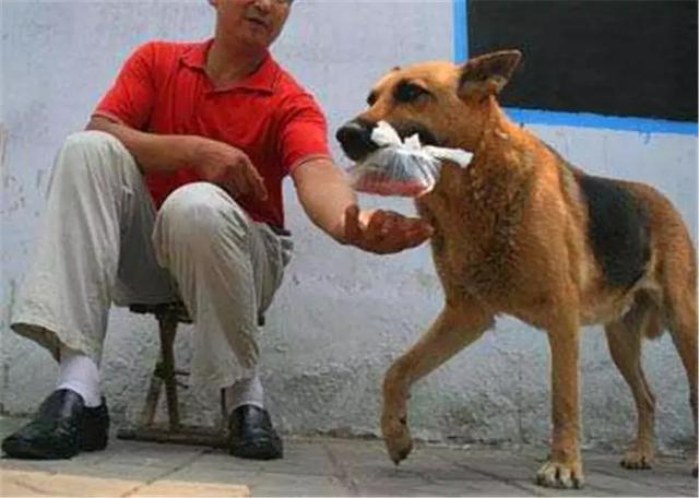 自己會買火腿腸的土狗，悠閒生活在鎮上，出名後主人卻開始擔心