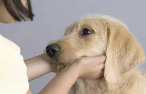 狗狗經常對你做這些動作，說明它足夠愛你