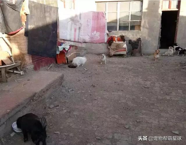 流浪狗媽媽為了保護自己的孩子，竟然被人扔到河裡，人性呢？