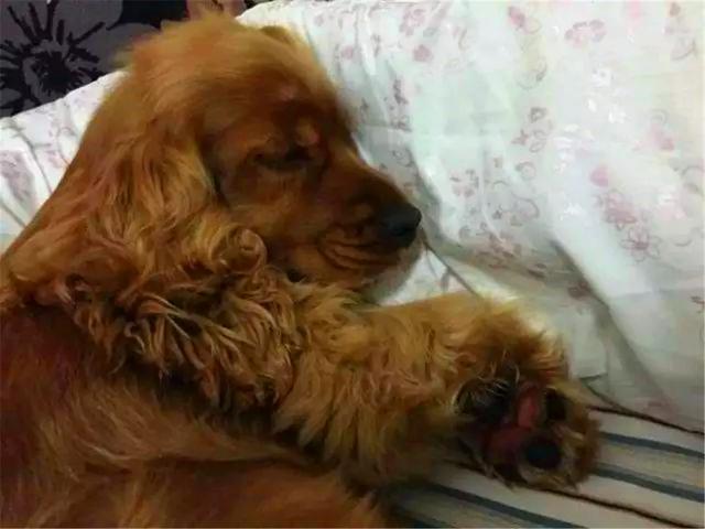 狗狗誤舔消毒液而中毒，打掃狗窩需注意三點，保護愛犬不被誤傷
