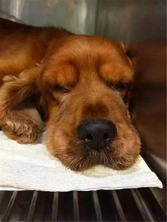 狗狗誤舔消毒液而中毒，打掃狗窩需注意三點，保護愛犬不被誤傷