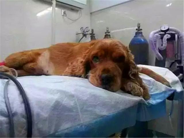 狗狗誤舔消毒液而中毒，打掃狗窩需注意三點，保護愛犬不被誤傷