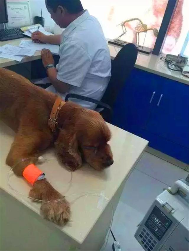狗狗誤舔消毒液而中毒，打掃狗窩需注意三點，保護愛犬不被誤傷