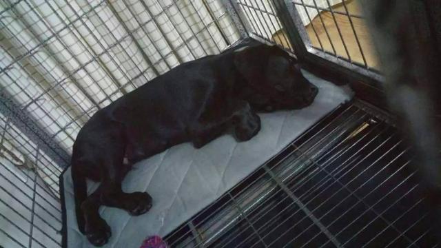 狗狗誤舔消毒液而中毒，打掃狗窩需注意三點，保護愛犬不被誤傷