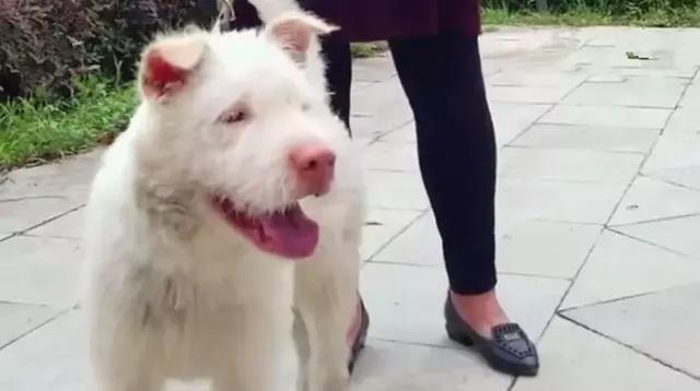 下司犬被主人送至他鄉，五個月後步行兩百公里回家，狗狗：想主人