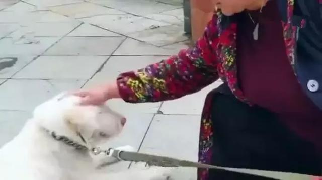 下司犬被主人送至他鄉，五個月後步行兩百公里回家，狗狗：想主人