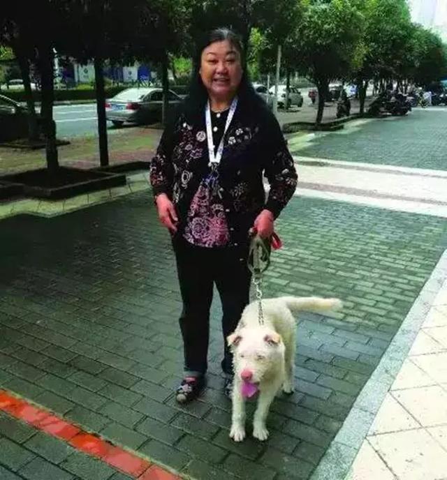 下司犬被主人送至他鄉，五個月後步行兩百公里回家，狗狗：想主人