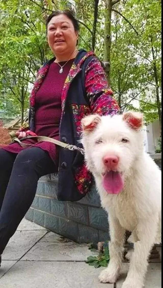下司犬被主人送至他鄉，五個月後步行兩百公里回家，狗狗：想主人