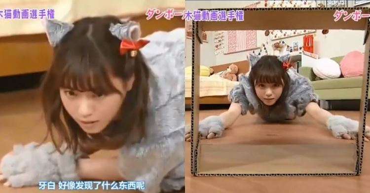 日本正妹擬貓化超萌！屁股翹高鑽紙箱「卡洞口不能動」…網秒邪惡：這部我看過(影) 