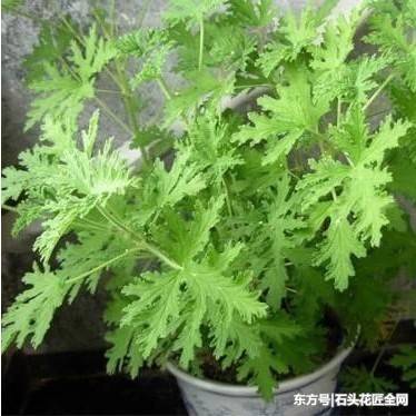 房間養了「5種花」，「病菌」少了，老人小孩都健康，太值了！ 