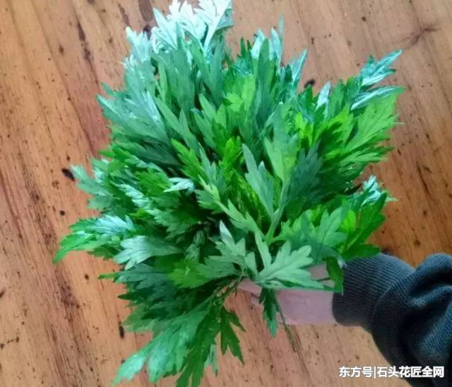 房間養了「5種花」，「病菌」少了，老人小孩都健康，太值了！ 