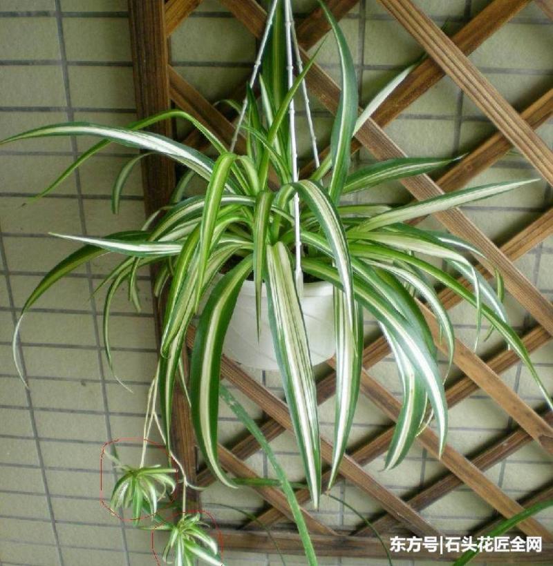 房間養了「5種花」，「病菌」少了，老人小孩都健康，太值了！ 