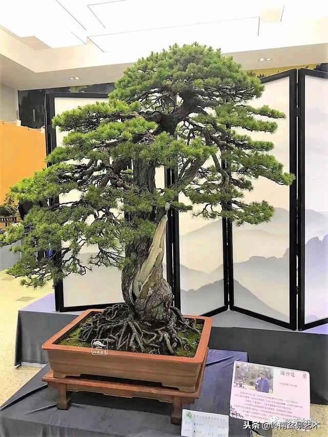 如何選擇有收藏價值的盆景？