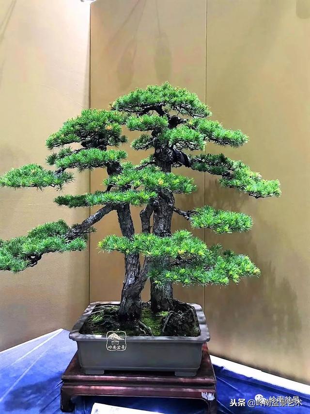 如何選擇有收藏價值的盆景？