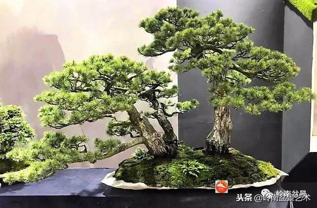 如何選擇有收藏價值的盆景？
